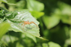 Hamadruas hieroglyphica