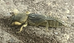 Neocurtilla
