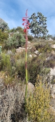 Watsonia angusta