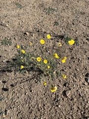 Baileya pleniradiata