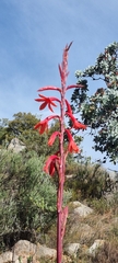 Watsonia angusta