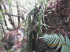 Disocactus speciosus speciosus