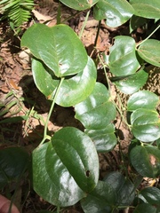 Smilax china