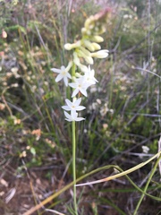 Stackhousia monogyna
