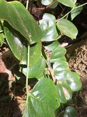 Smilax china