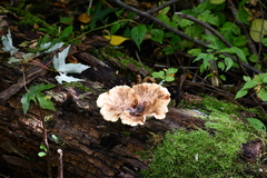 Bresadolia craterella