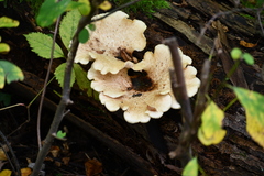 Bresadolia craterella