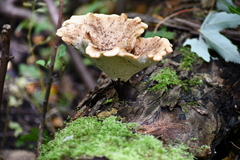 Bresadolia craterella