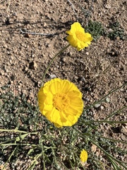 Baileya pleniradiata