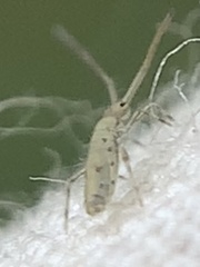 Entomobryoidea