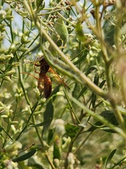 Polistes bellicosus
