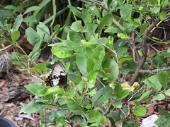 Papilio aegeus
