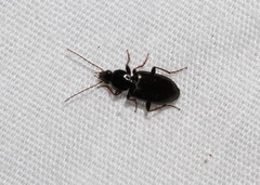 Agonum punctiforme