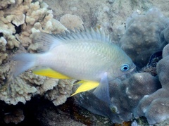 Amblyglyphidodon orbicularis