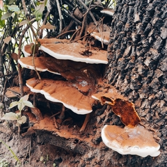 Ganoderma sessile