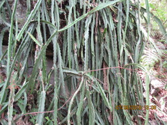Disocactus speciosus speciosus