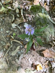 Symphyotrichum retroflexum