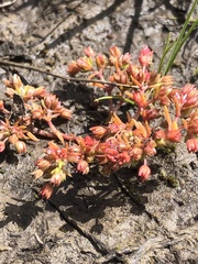 Crassula decumbens