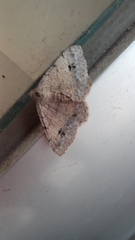 Frederickia nigricomma