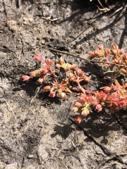 Crassula decumbens
