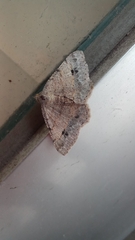 Frederickia nigricomma