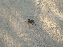 Aphonopelma steindachneri