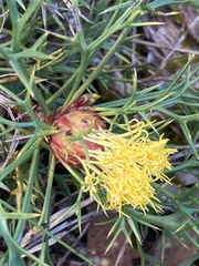 Isopogon ceratophyllus