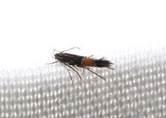 Cosmopterix pulchrimella