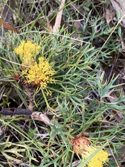 Isopogon ceratophyllus