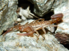 Serradigitus gertschi