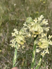 Pimelea octophylla