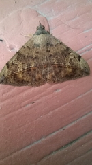 Anticarsia gemmatalis