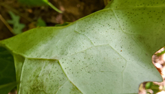 Corythucha marmorata