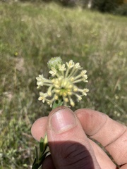 Pimelea octophylla