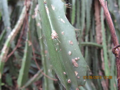 Disocactus speciosus speciosus
