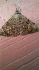 Anticarsia gemmatalis