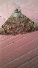 Anticarsia gemmatalis