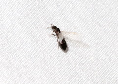 Crematogaster