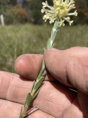 Pimelea octophylla