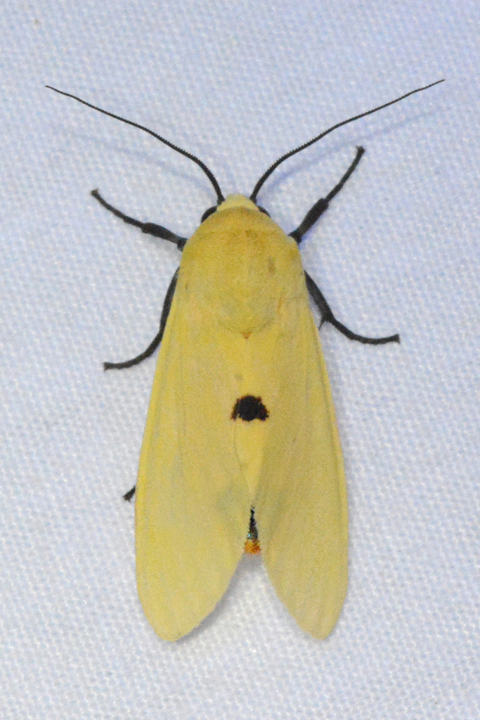 Viviennea salma