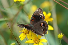 Junonia nigrosuffusa