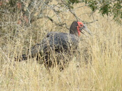 Bucorvus leadbeateri