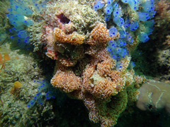 Aplidium benhami