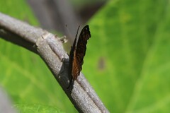 Junonia hedonia