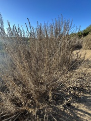 Artemisia californica