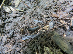 Dinothenarus badipes