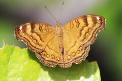 Junonia hedonia