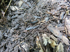 Dinothenarus badipes