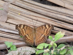 Junonia hedonia
