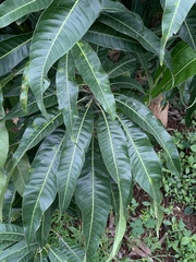 Mangifera indica